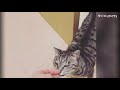 lovely egyptian mau cat meowing compilation bb s sweet voice Ägyptische mau