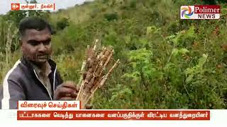 யானைகளை வனப்பகுதிக்குள் விரட்டிய வனத்துறையினர்