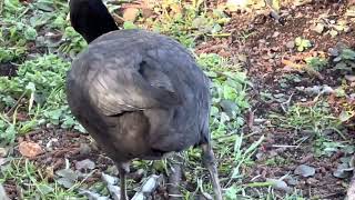 #不忍池のカモ　#鴨　#不忍池　#上野動物園　2023. 3.19