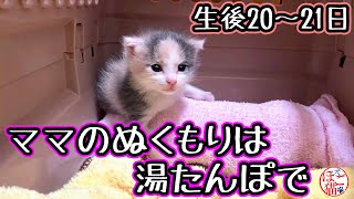 【猫　子猫　多頭飼育】生後3日の子猫を保護　ママの代わりは湯たんぽで　あるみちゃん　21～22日目