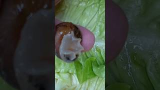 Tu Mangerais Ça ? would you eat this? 😱🐌 #shorts #asmr #snail #short