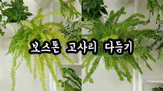 [홈가드닝] 보스톤 고사리 다듬기 -  Boston fern