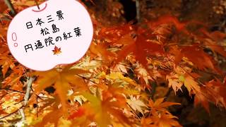 【宮城県の紅葉スポットご紹介】日本三景松島にある円通院の紅葉ライトアップ