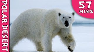 Learning Videos - Arctic Tundra And Polar Desert - Learning  Videos For Kids - Education Videos
