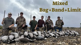 Absolute Minnesota Cornfield Honker  Beatdown!! (Opening Day Limit and Band!!)