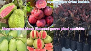 Black Diamond Guava Farming/Red Diamond Guava Farming/Thai Black Diamond Guava/ Fruit Plant Nursery