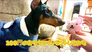 新しいおもちゃを貰うために破壊に走る犬《ドーベルマン》《doberman》《大型犬》《ダイソー》