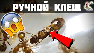 Ручной клещ у муравьев ● Temnothorax unifasciatus