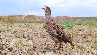 Teetat sound | teetar voice | gray francolin teetar voice