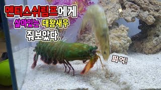 멘티스쉬림프에게 \