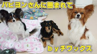 パピヨンさんに囲まれてbyチワックス　🐶ひみつきちなう！#1🐶  (パピヨン チワックス チワワ トイプードル ビションプー) 2021年12月28日