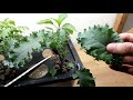 hydroponic kale 30 day test seed to small plant