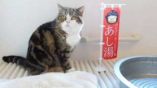 足湯なねこ２。-Footbath and Cats 2.-