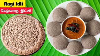 Ragi Idli \u0026 Dosa / கேழ்வரகு இட்லி \u0026 தோசை/ Finger Millet Idli / Keppai Idly / Kezhvaragu Idli Recipe