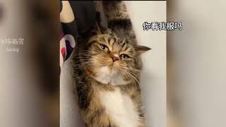 十斤猫咪九斤反骨，满脸的不服气#猫的迷惑行为