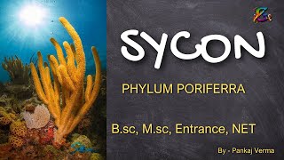 SYCON ( zoology ) topic #zoology #sycon #neet #b.sc #m.sc #entrance #science #animals #poriferra