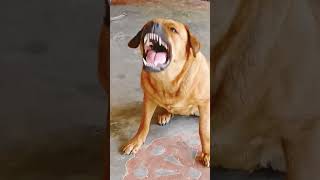 Dog sound||dog barking||#shorts #dogbarking #viralshorts #youtubeshorts #dog sou