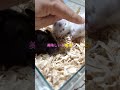 皆で仲良くご飯食べるハムスター　 shorts　 ハムスター　 hamster