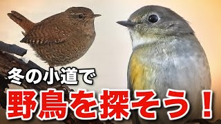 野鳥の魅力が満載！美しい自然が魅せる癒しの物語～