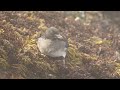 rhinoceros auklet