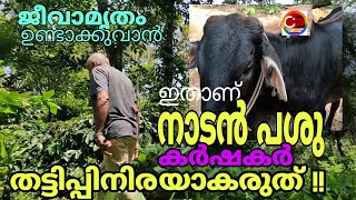 ജീവാമൃതം ഉണ്ടാക്കുവാൻ ഇതാണ് നാടൻ പശു കർഷകർ തട്ടിപ്പിനിരയാകരുത് #cdvlog / #cow #krishi