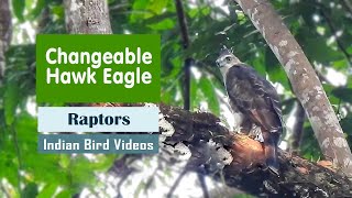 The Changeable Hawk-eagle (Nisaetus cirrhatus) - Indian Bird Videos