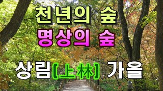 '천년의 숲'  함양 상림의 가을. 국내  최대 평지숲.