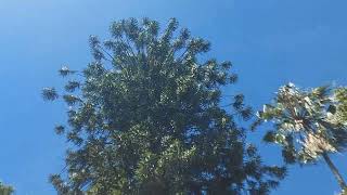 Bunya Pine aka Araucaria bidwillii