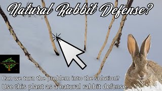 A natural and humane winter Rabbit defense?