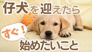 【犬しつけ】【子犬】仔犬期に教えたいこと５選！！