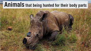 Animals poaching | Info Time
