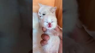 Super Cute Cats ♥ Best Funny Cat Videos 2021 💗 Cat Videos for Cats to Watch 💗  #288