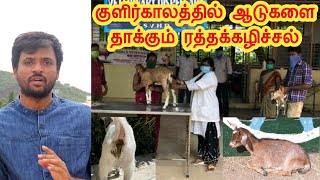 குளிர்காலத்தில் ஆடுகளை தாக்கும் ரத்தக்கழிச்சல் நோய்...! | iyarkai vivasayi | Ratha Kalichal