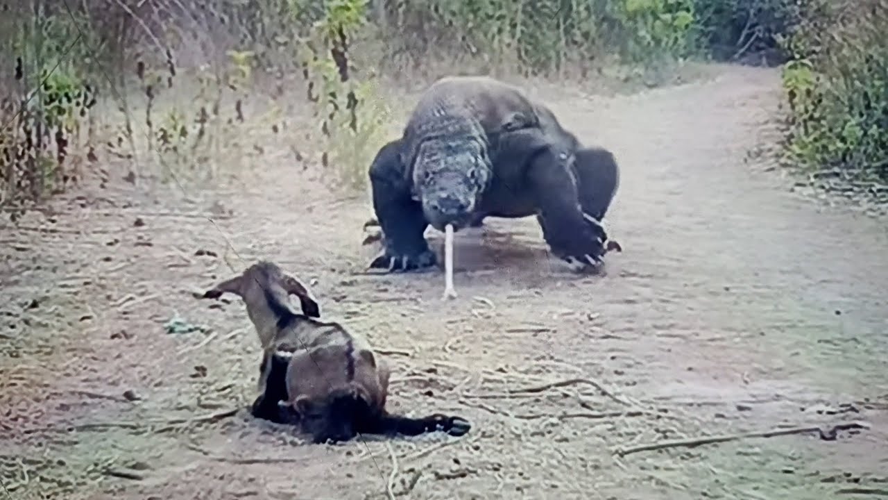 Komodo Dragon Attack Goat // मोनेस्टर ड्रेगन New Full Video 2023 - YouTube