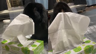 A rabbit that has the intelligence of a 3-year-old child and plays pranks at the infant level.