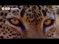 Amazing Animals of Africa | BBC Earth