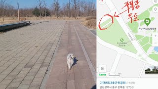 [영종도] 강아지산책 / 미단씨티3호근린공원