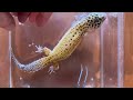 レオパ紋ちゃんの脱皮を手伝います。 helping a leopard gecko with its shedding. leopard leopardgecko ヒョウモントカゲモドキ