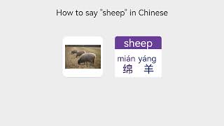 【Vocabulary   Mammal Animal Names】 How to say sheep in Mandarin Chinese