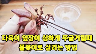 다육식물 잎장이 심하게 쭈글 거릴때 통통하게 하는방법,多肉植物.succulent plant다육식물