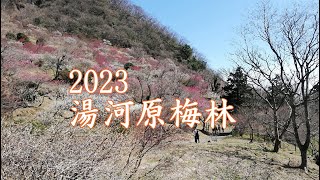 2023 　湯河原梅林