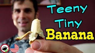 The SMALLEST BANANA with the LONGEST BUNCHES! (Thousand Finger Banana) - Weird Fruit Explorer