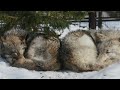 結論、かわいい。シンリンオオカミ 札幌円山動物園