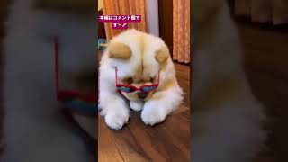 チャウチャウ犬　可愛い癒し動画①