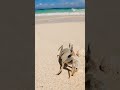 Sea creature #shortvideo #seacreatures #whitesand #samalisland #philippines