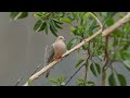 identify birds mourning dove vs eurasian collared dove