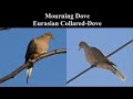 Identify Birds: Mourning Dove vs Eurasian Collared-Dove