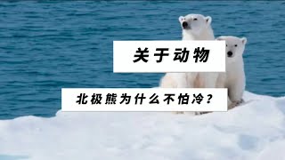 第54｜科普知识【北极熊为什么不怕冷？】