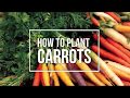 How to Plant Carrots