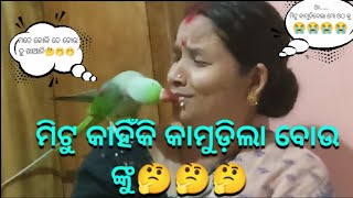 ମିଟୁ କାହିଁକି କାମୁଡ଼ିଲା ବୋଉ ଙ୍କୁ 😭😭।।@pujakaluvlogs